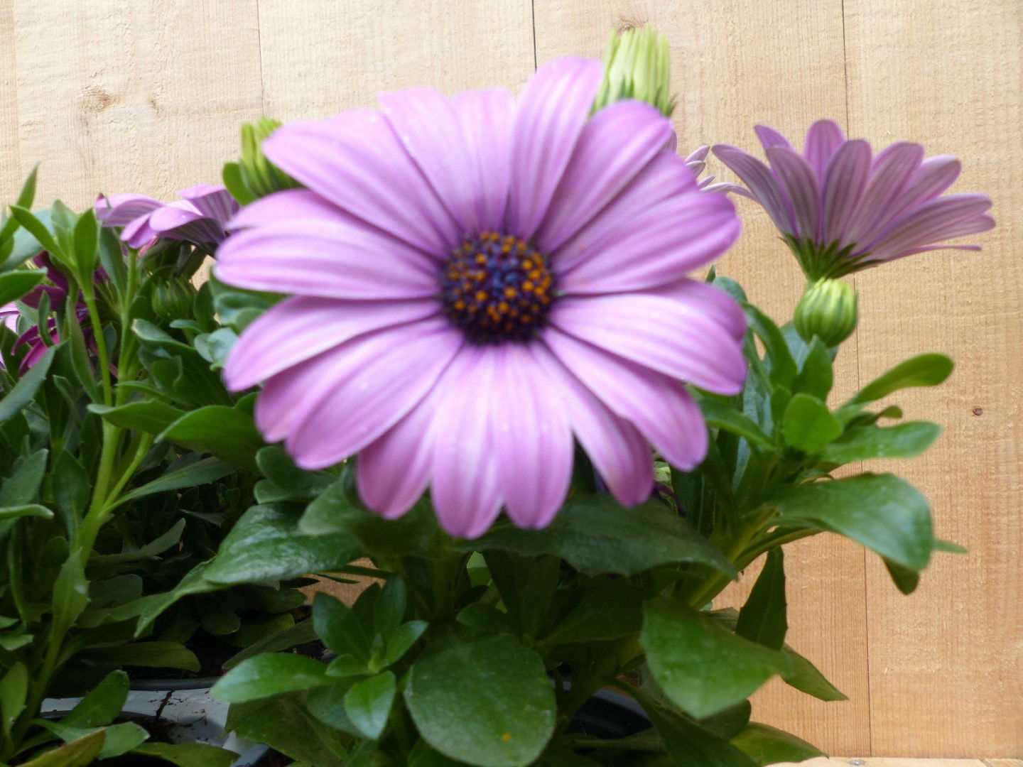 https://cdn.warentuin.nl/media/catalog/product/L/E/LEVE8149900043722_01_warentuin_natuurlijk_plant_spaanse_margriet__13ed.JPG