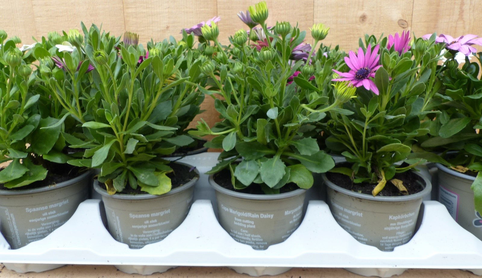 https://cdn.warentuin.nl/media/catalog/product/L/E/LEVE8149900043722_warentuin_natuurlijk_plant_spaanse_margriet_ost_7d6a.JPG