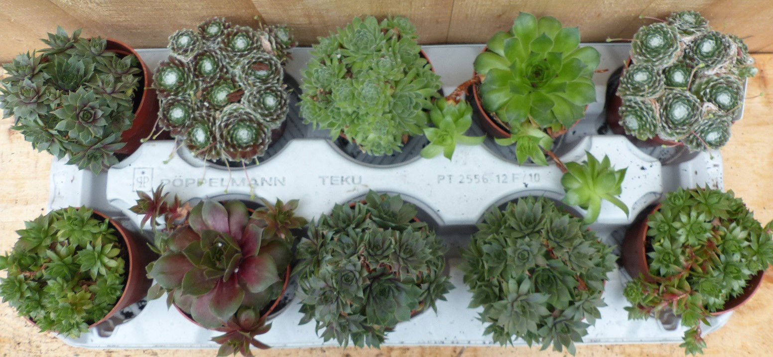 https://cdn.warentuin.nl/media/catalog/product/L/E/LEVE8149900043723_01_warentuin_natuurlijk_plant_vetplanten_sedum__86b2.JPG