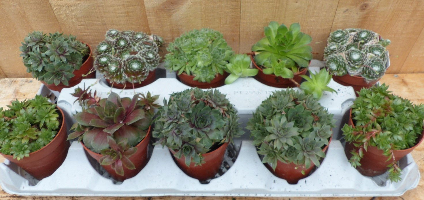 https://cdn.warentuin.nl/media/catalog/product/L/E/LEVE8149900043723_02_warentuin_natuurlijk_plant_vetplanten_sedum__38b9.JPG