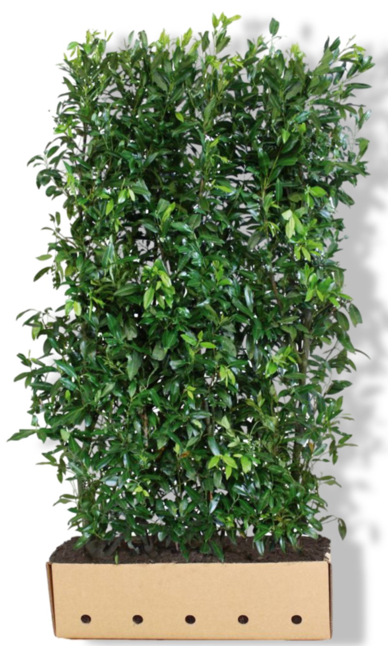 https://cdn.warentuin.nl/media/catalog/product/L/E/LEVE8149900043734_01_quickhedge_prunus_laurocerasus_herbergii_heg_2706.jpg