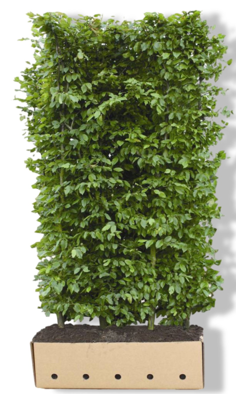 https://cdn.warentuin.nl/media/catalog/product/L/E/LEVE8149900043737_01_quickhedge_carpinus_betulus_beeckman_heg_haa_efc7.jpg