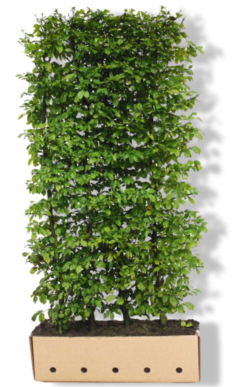 https://cdn.warentuin.nl/media/catalog/product/L/E/LEVE8149900043738_01_quickhedge_kant_klaar_haag_carpinus_betulus__90cd.jpg