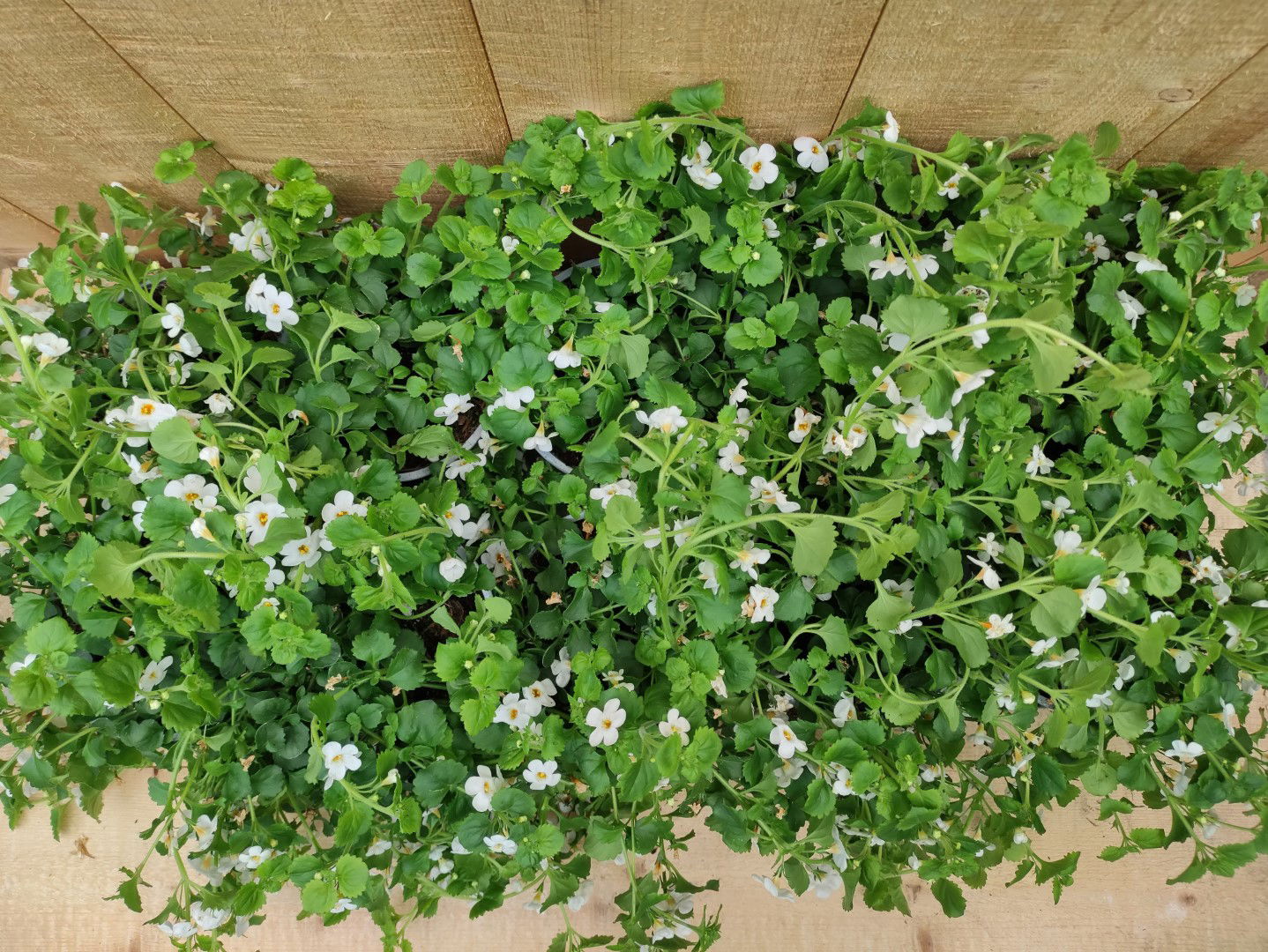 https://cdn.warentuin.nl/media/catalog/product/L/E/LEVE8149900043746_01_bacopa_10_potjes_per_tray_wit_warentuin_natuurlijk_f02a.jpg