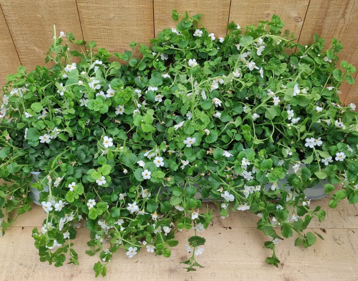 https://cdn.warentuin.nl/media/catalog/product/L/E/LEVE8149900043746_bacopa_10_potjes_per_tray_wit_warentuin_natuurlijk_99fe.jpg