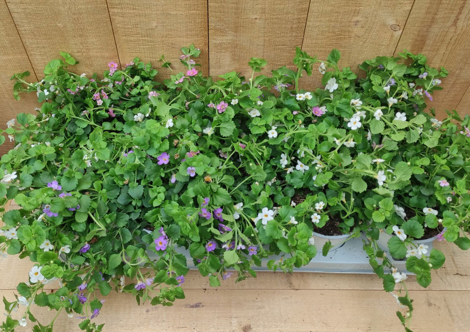 https://cdn.warentuin.nl/media/catalog/product/L/E/LEVE8149900043747_bacopa_10_potjes_per_tray_mix_warentuin_natuurlijk_d956.jpg