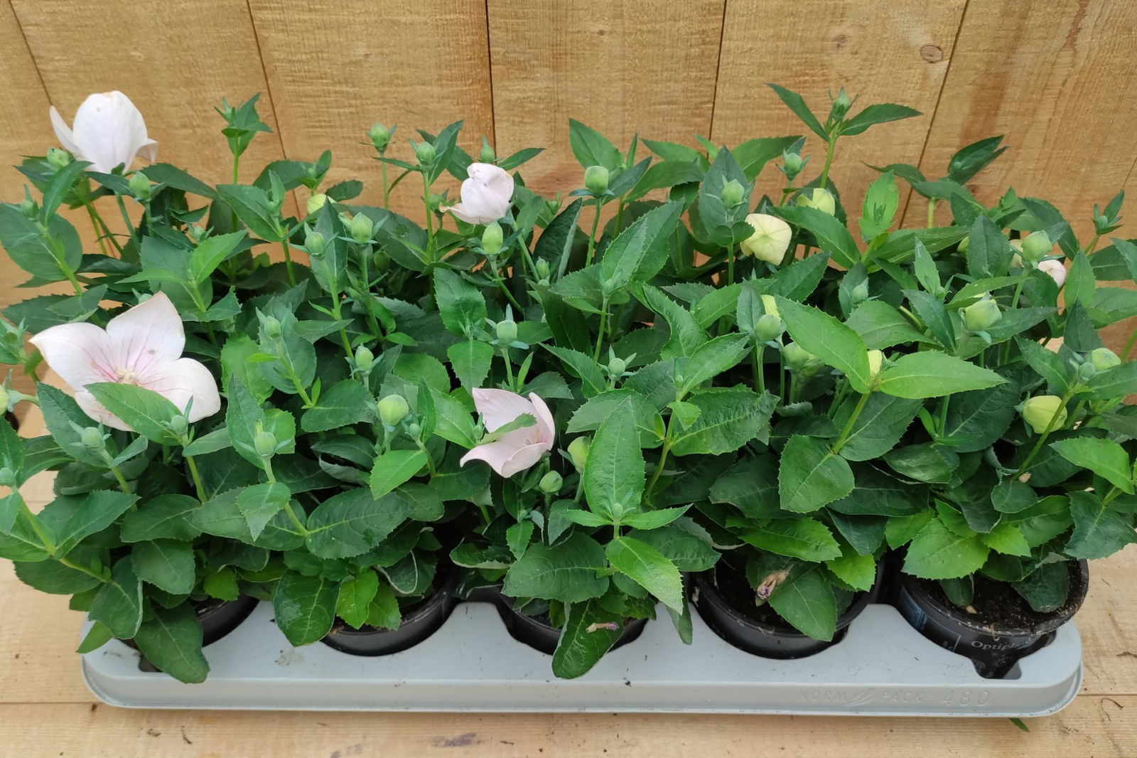 https://cdn.warentuin.nl/media/catalog/product/L/E/LEVE8149900043748_ballonklokje_platycodon_10_potjes_per_tray_mix_warentuin_natu_5be9.jpg