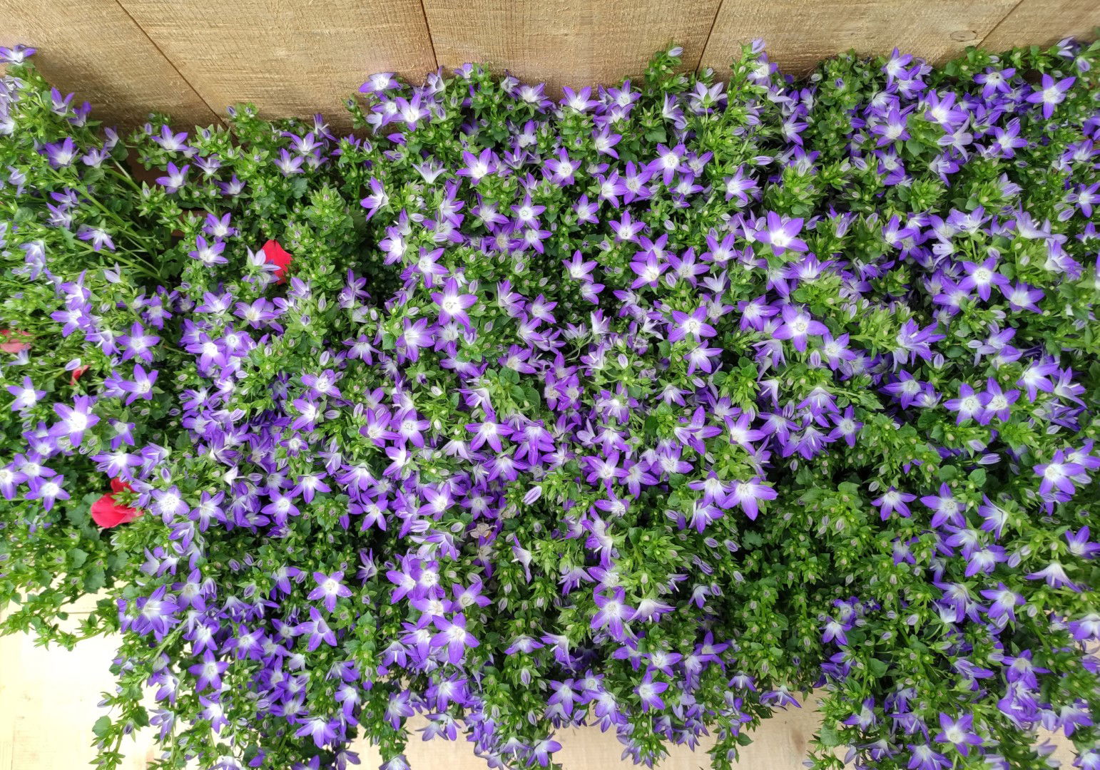 https://cdn.warentuin.nl/media/catalog/product/L/E/LEVE8149900043749_01_campanula_blue_star_klokje_8_potjes_per_tray_warentuin_nat_4b6d.jpg