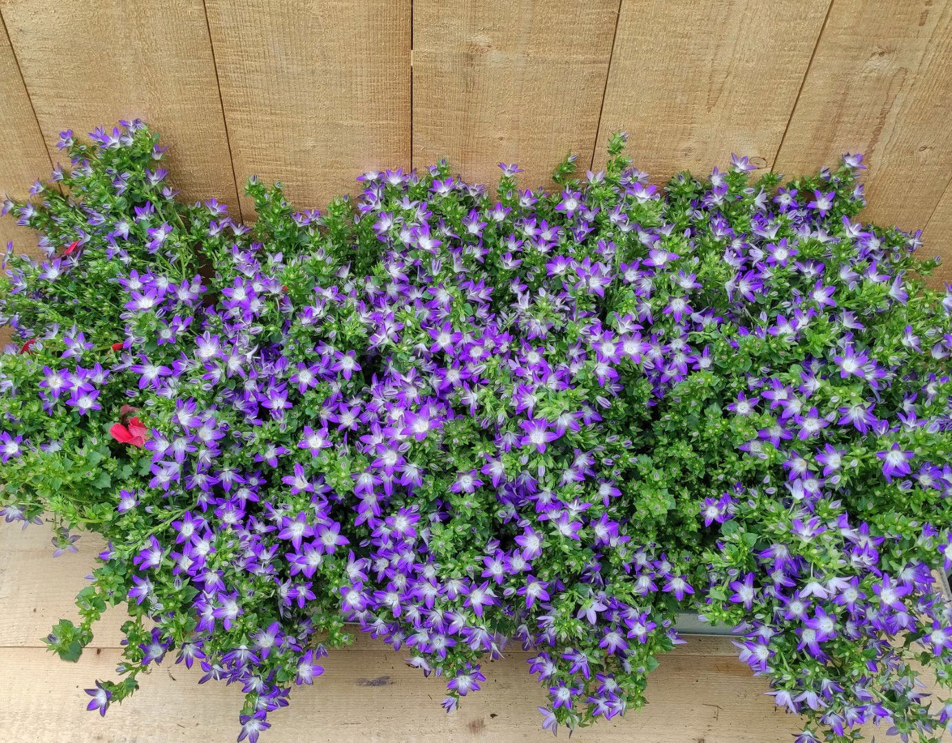 https://cdn.warentuin.nl/media/catalog/product/L/E/LEVE8149900043749_campanula_blue_star_klokje_8_potjes_per_tray_warentuin_natuur_904e.jpg