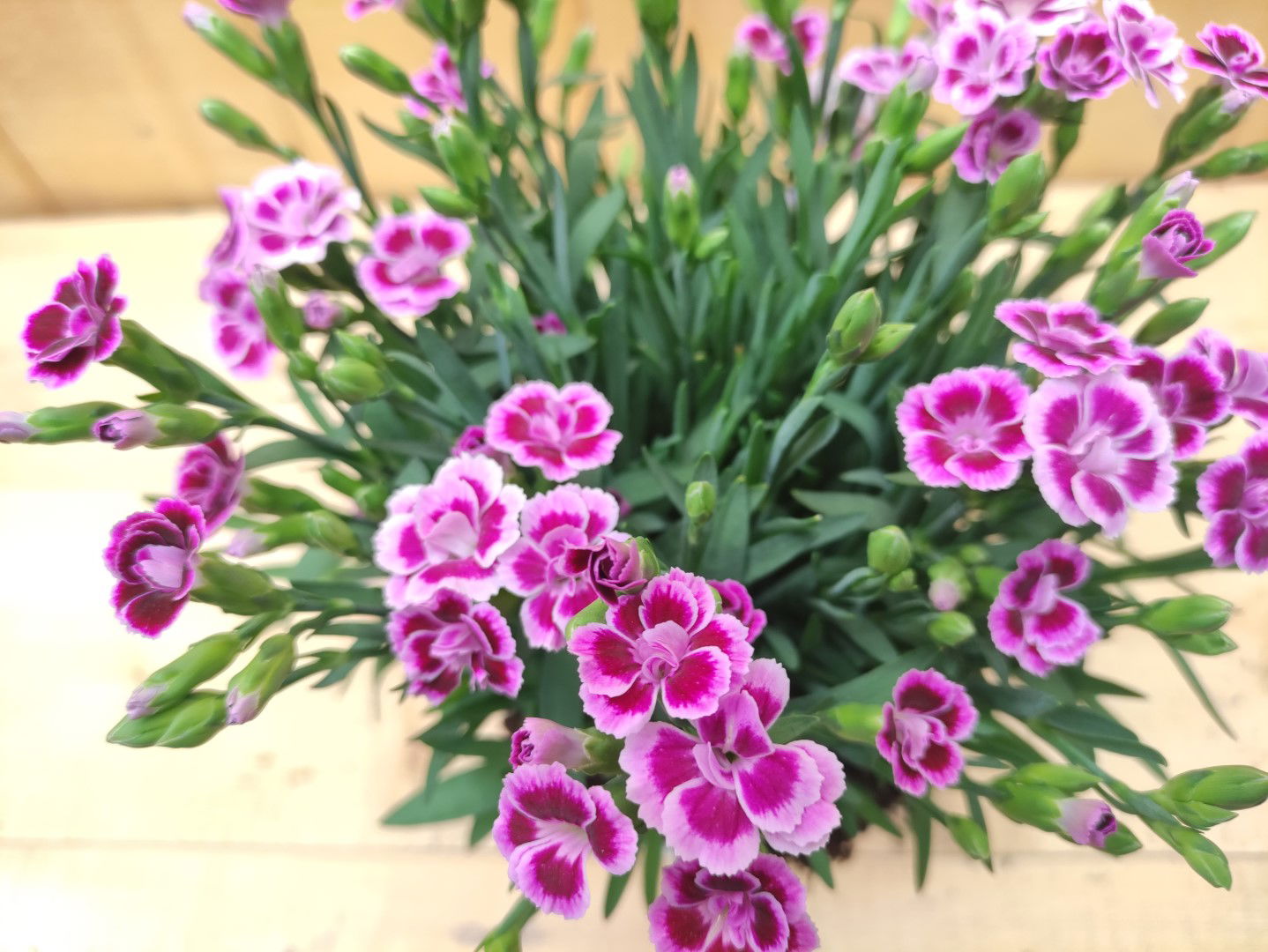 https://cdn.warentuin.nl/media/catalog/product/L/E/LEVE8149900043750_01_dianthus_anjer_pink_kisses_warentuin_natuurlijk_bc31.jpg