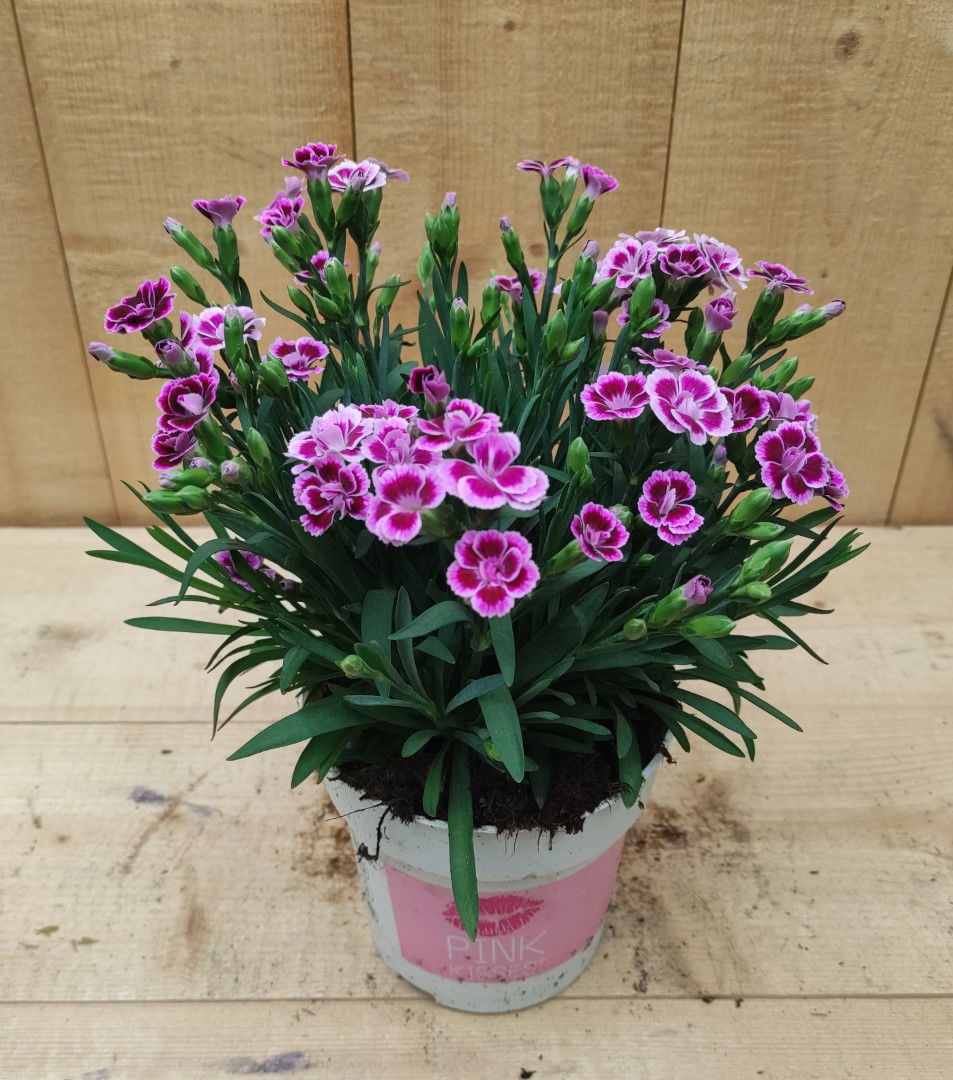 https://cdn.warentuin.nl/media/catalog/product/L/E/LEVE8149900043750_dianthus_anjer_pink_kisses_warentuin_natuurlijk_47b2.jpg