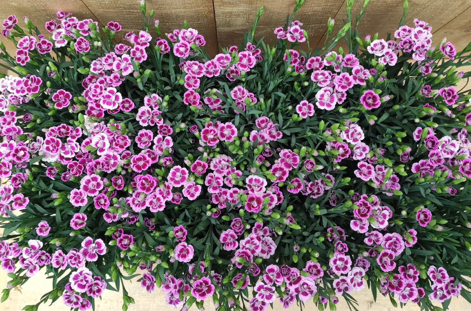 https://cdn.warentuin.nl/media/catalog/product/L/E/LEVE8149900043751_01_dianthus_anjer_pink_kisses_8_potjes_per_tray_warentuin_nat_8f88.jpg