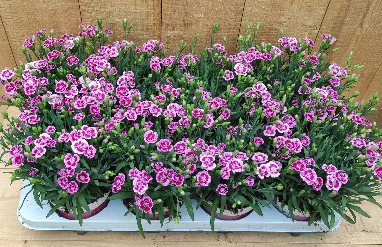 https://cdn.warentuin.nl/media/catalog/product/L/E/LEVE8149900043751_dianthus_anjer_pink_kisses_8_potjes_per_tray_warentuin_natuur_0075.jpg