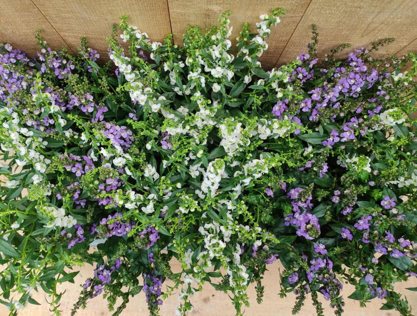 https://cdn.warentuin.nl/media/catalog/product/L/E/LEVE8149900043752_01_diascia_10_potjes_per_tray_mix_warentuin_natuurlijk_878c.jpg
