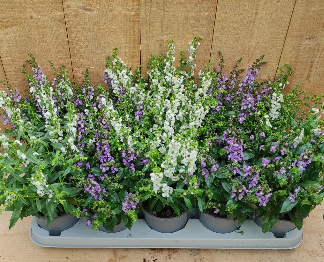 https://cdn.warentuin.nl/media/catalog/product/L/E/LEVE8149900043752_diascia_10_potjes_per_tray_mix_warentuin_natuurlijk_cda0.jpg