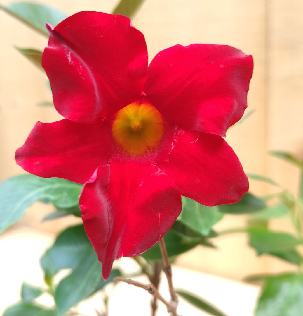 https://cdn.warentuin.nl/media/catalog/product/L/E/LEVE8149900043753_01_dipladenia_mandevilla_sundaville_mini_rood_warentuin_natuu_a8ed.jpg