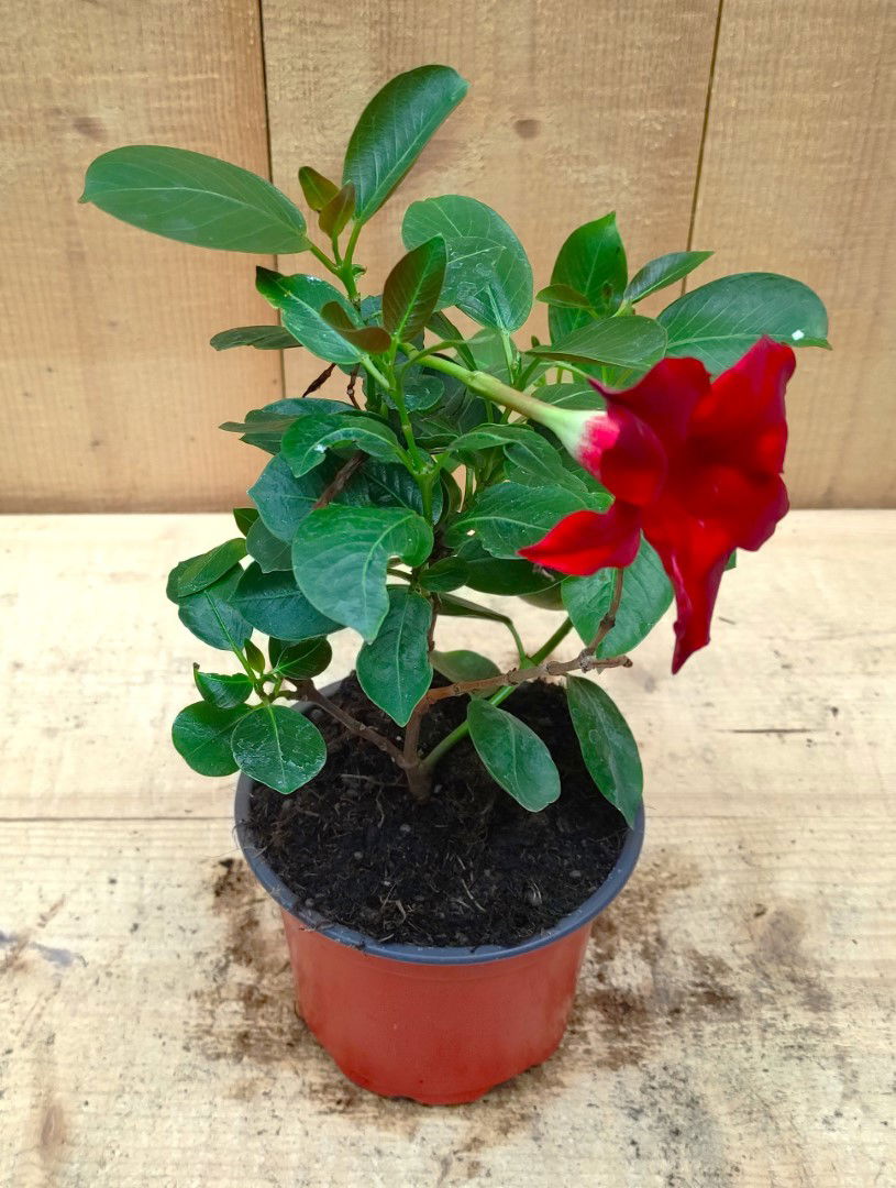 https://cdn.warentuin.nl/media/catalog/product/L/E/LEVE8149900043753_dipladenia_mandevilla_sundaville_mini_rood_warentuin_natuurli_2658.jpg