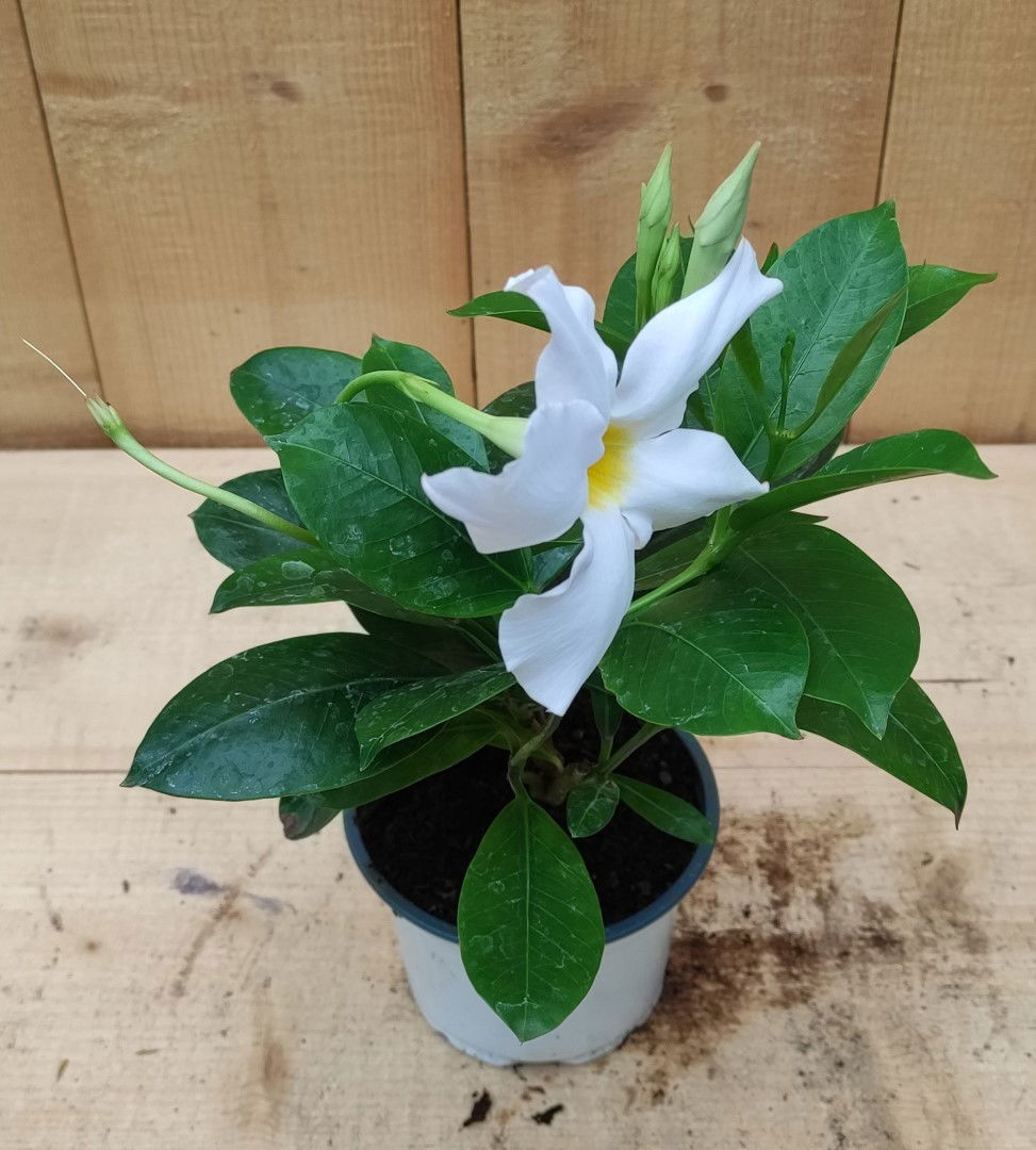 https://cdn.warentuin.nl/media/catalog/product/L/E/LEVE8149900043754_dipladenia_mandevilla_sundaville_mini_wit_warentuin_natuurlij_c268.jpg