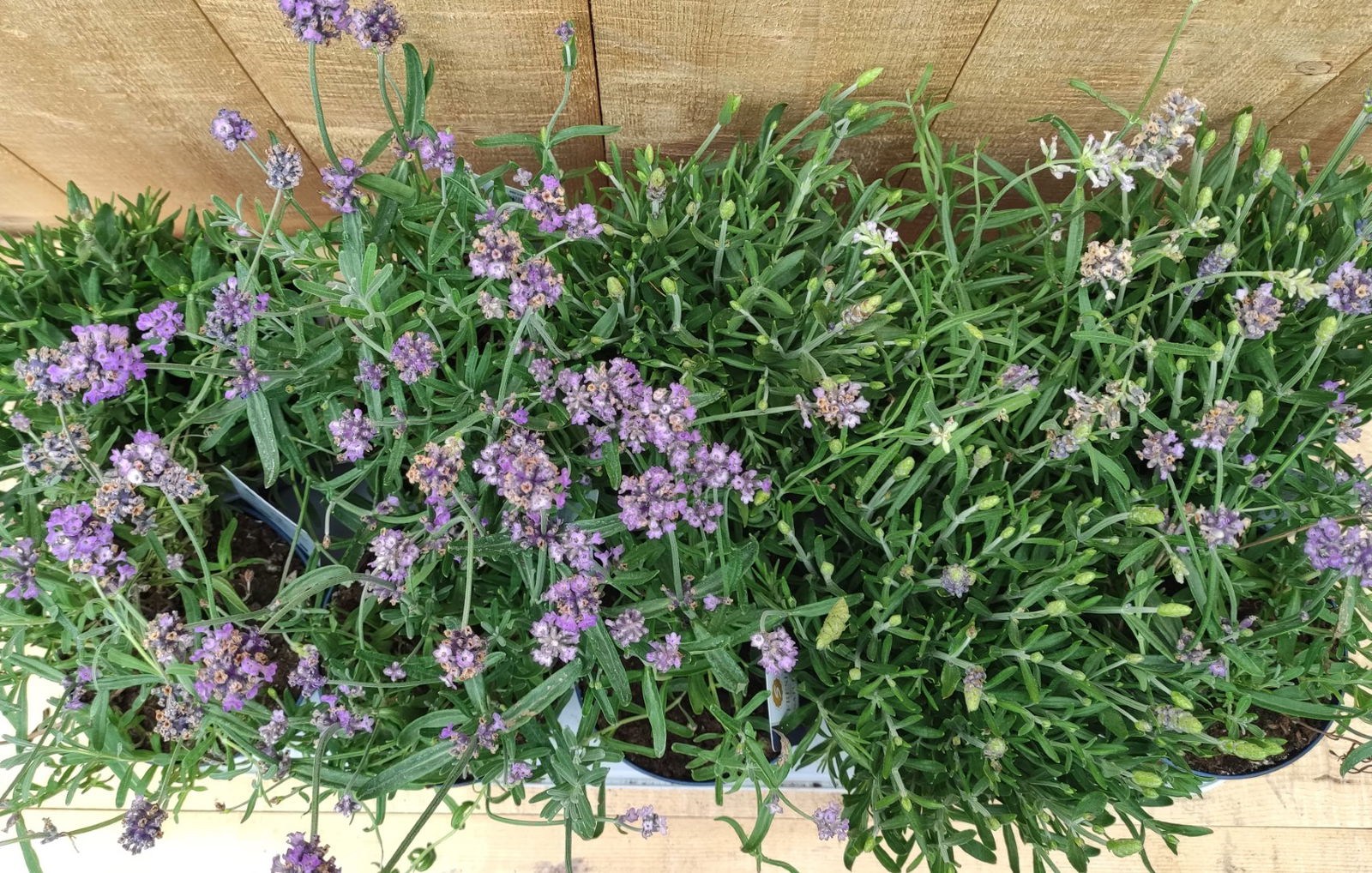 https://cdn.warentuin.nl/media/catalog/product/L/E/LEVE8149900043756_01_lavendel_hidcote_10_potjes_per_tray_paars_warentuin_natuur_8c21.jpg