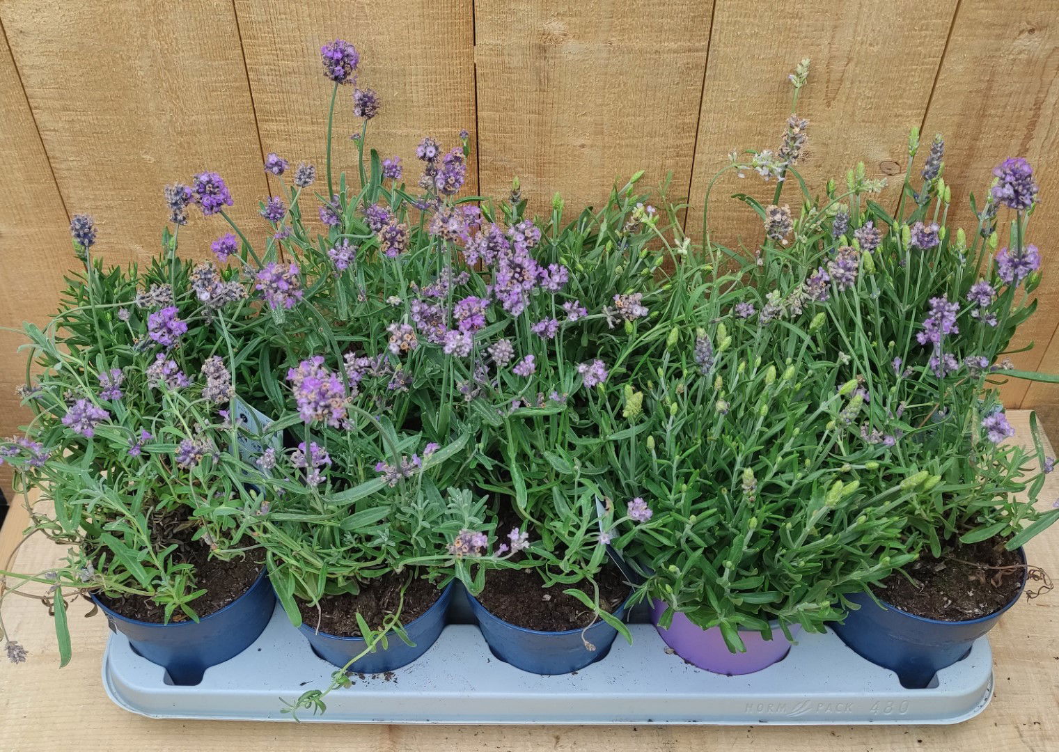 https://cdn.warentuin.nl/media/catalog/product/L/E/LEVE8149900043756_lavendel_hidcote_10_potjes_per_tray_paars_warentuin_natuurlij_63a8.jpg