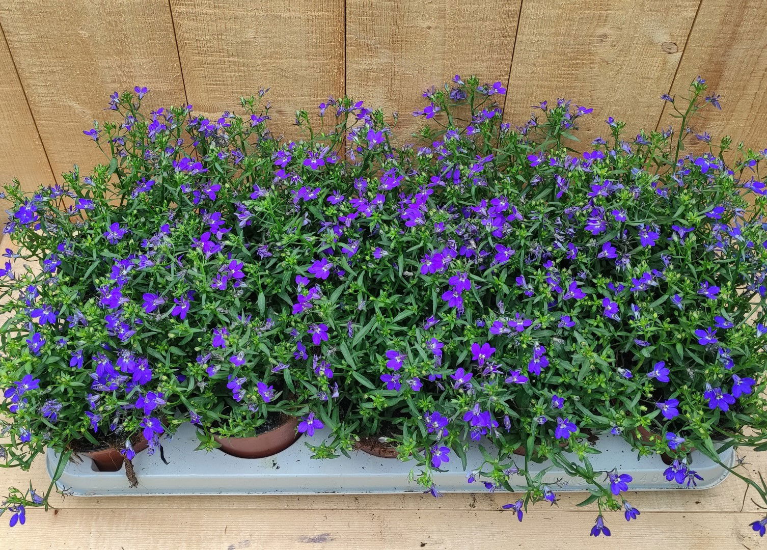 https://cdn.warentuin.nl/media/catalog/product/L/E/LEVE8149900043757_lobelia_10_potjes_per_tray_blauw_warentuin_natuurlijk_b504.jpg
