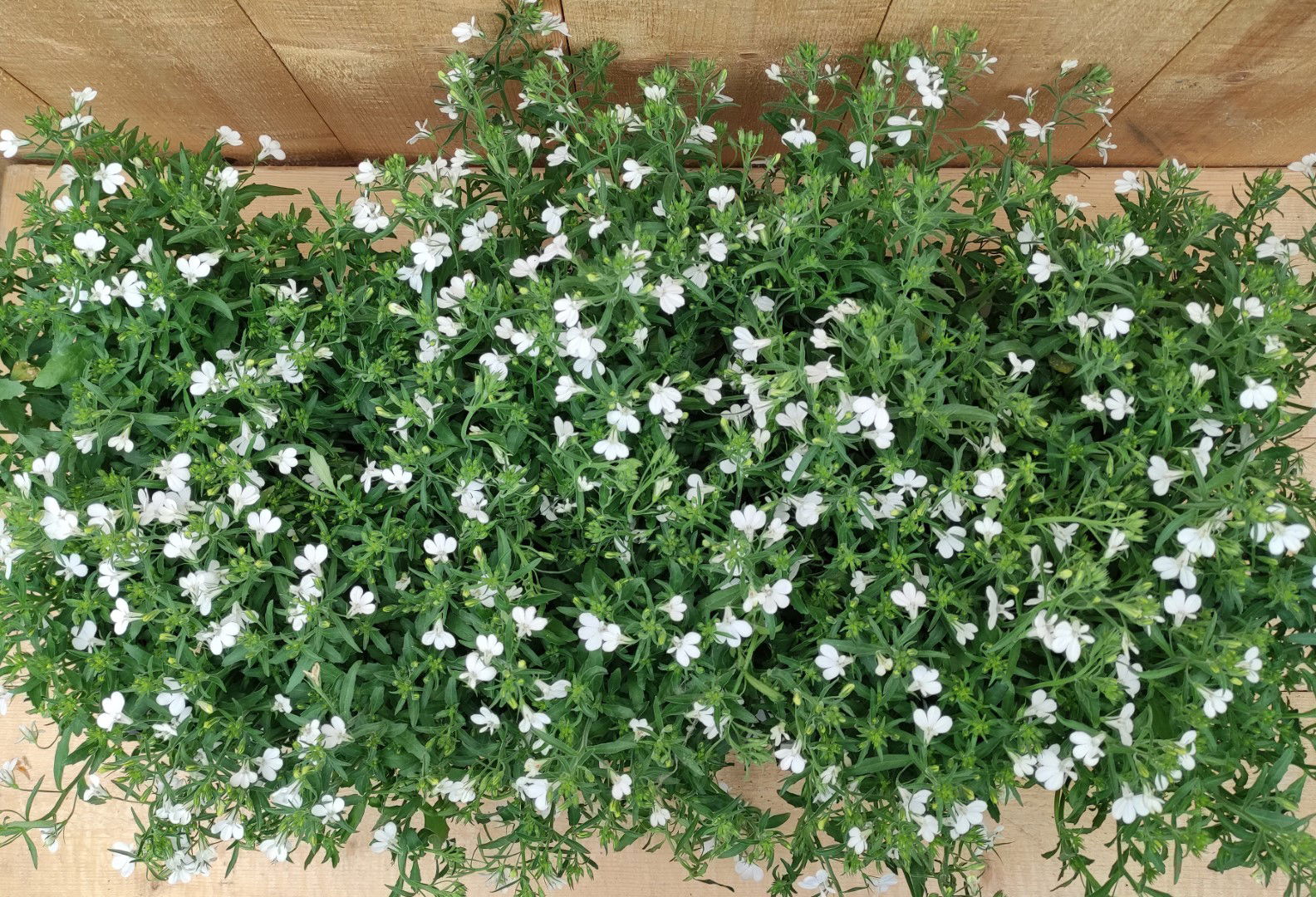 https://cdn.warentuin.nl/media/catalog/product/L/E/LEVE8149900043758_01_lobelia_10_potjes_per_tray_wit_warentuin_natuurlijk_2a78.jpg