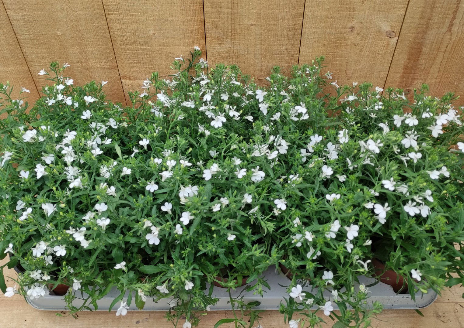 https://cdn.warentuin.nl/media/catalog/product/L/E/LEVE8149900043758_lobelia_10_potjes_per_tray_wit_warentuin_natuurlijk_f522.jpg