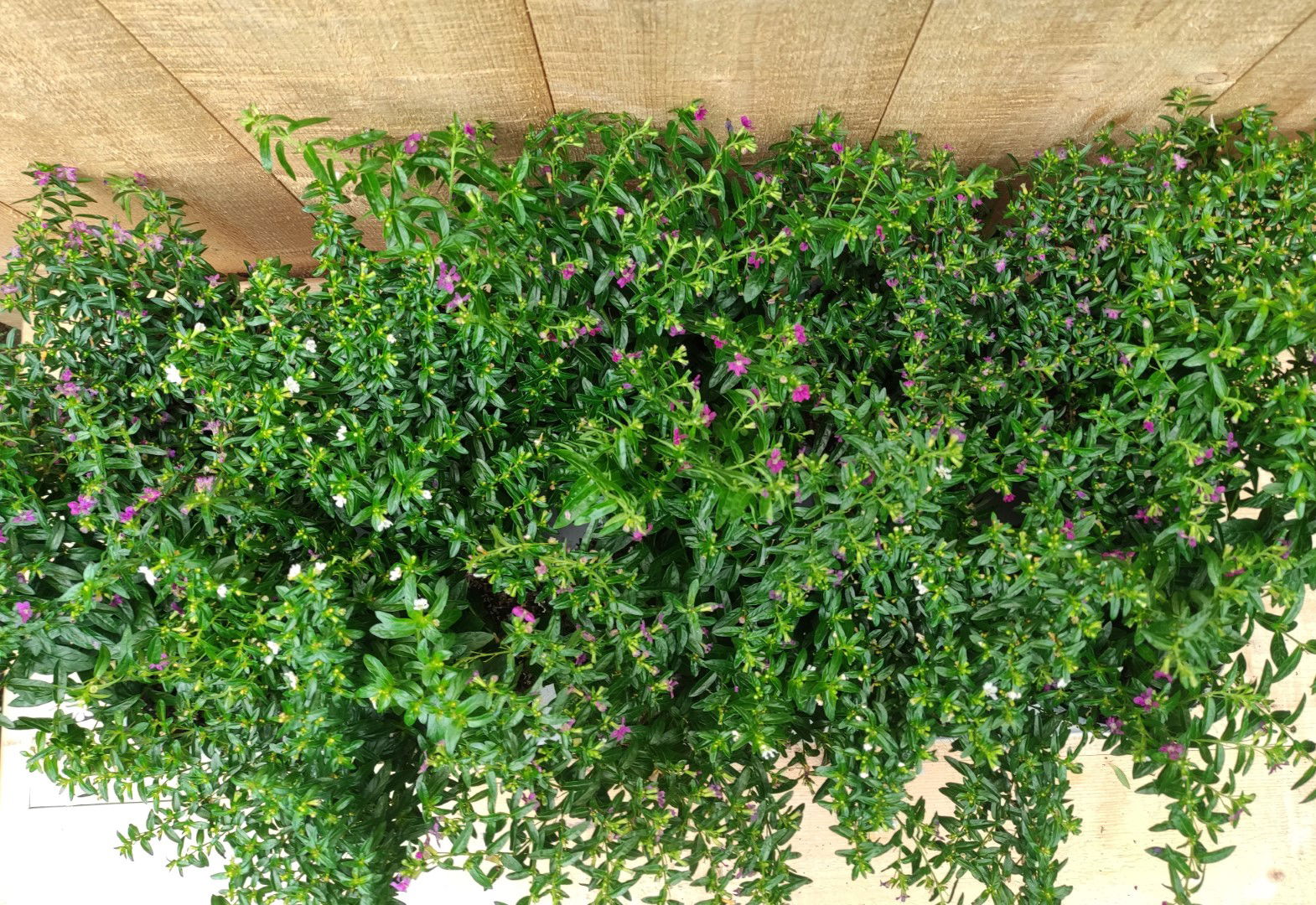 https://cdn.warentuin.nl/media/catalog/product/L/E/LEVE8149900043759_01_luciferplant_cuphea_10_potjes_per_tray_mix_warentuin_natuu_dce7.jpg