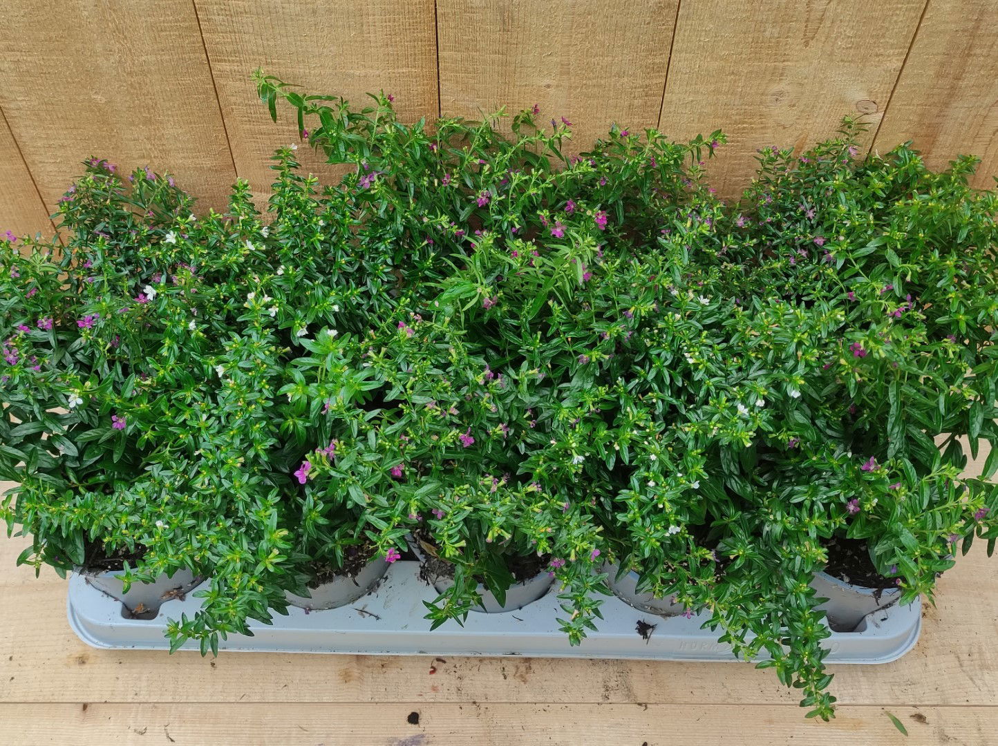 https://cdn.warentuin.nl/media/catalog/product/L/E/LEVE8149900043759_luciferplant_cuphea_10_potjes_per_tray_mix_warentuin_natuurli_fd6b.jpg