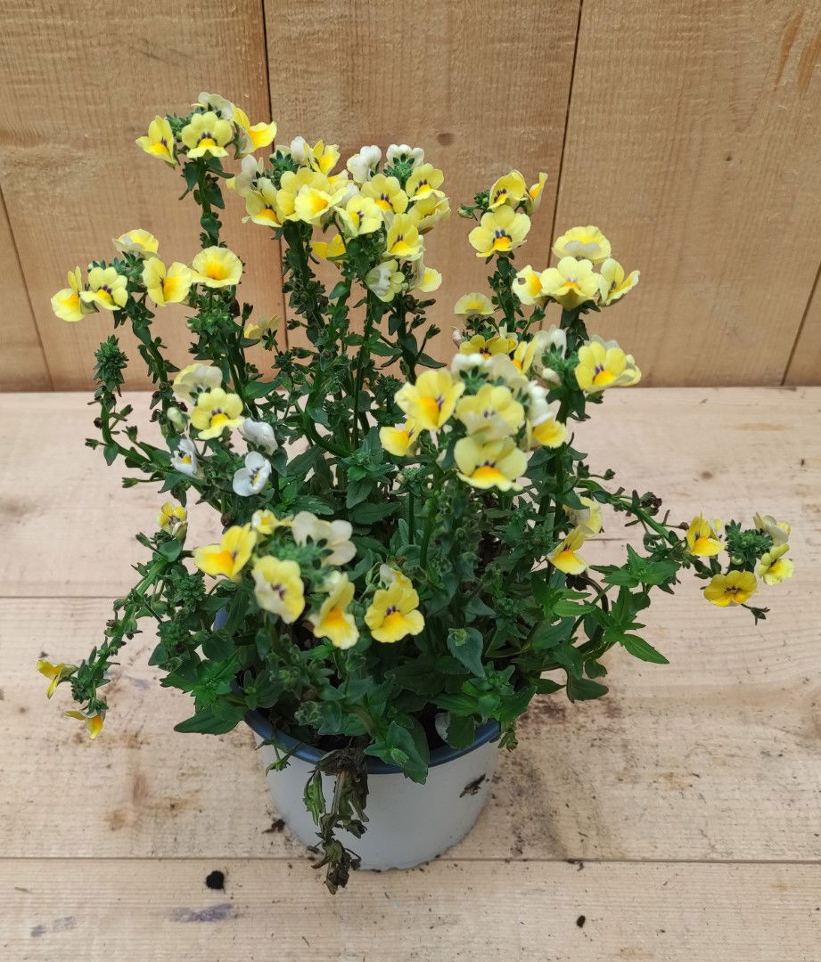 https://cdn.warentuin.nl/media/catalog/product/L/E/LEVE8149900043760_nemesia_geel_warentuin_natuurlijk_156c.jpg