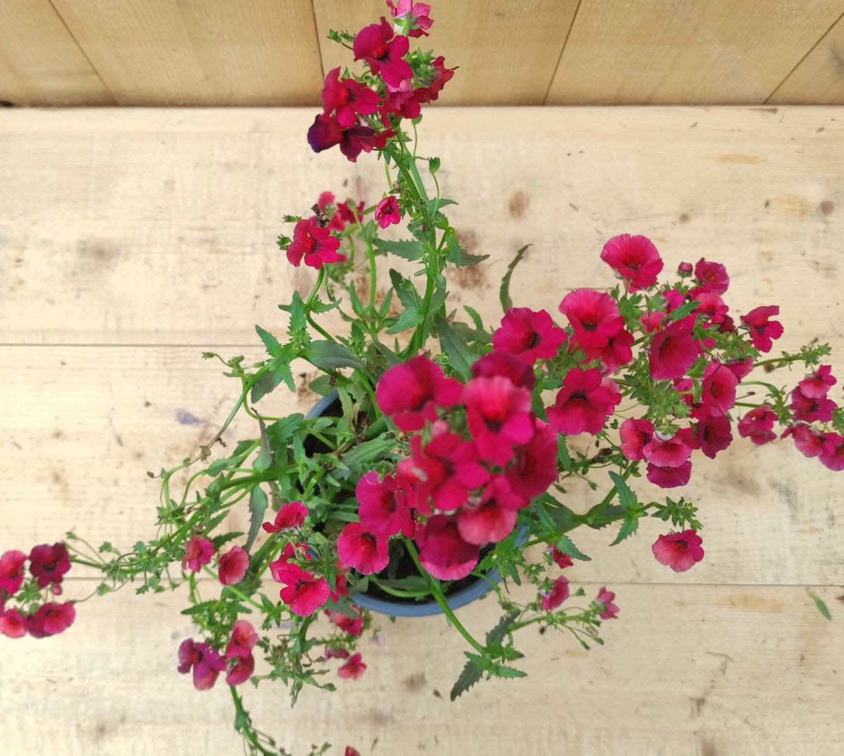 https://cdn.warentuin.nl/media/catalog/product/L/E/LEVE8149900043761_01_nemesia_rood_warentuin_natuurlijk_c353.jpg