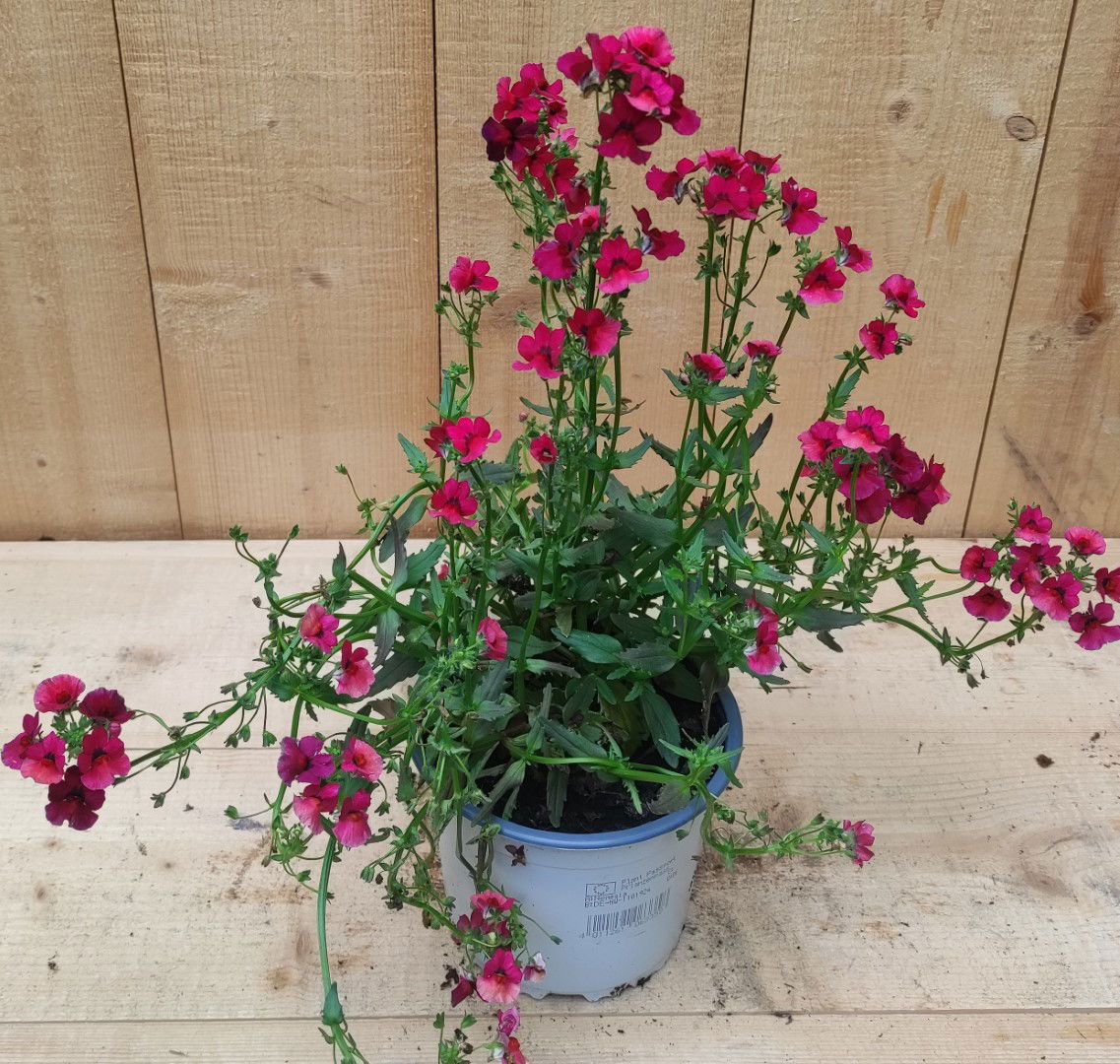 https://cdn.warentuin.nl/media/catalog/product/L/E/LEVE8149900043761_nemesia_rood_warentuin_natuurlijk_0a76.jpg