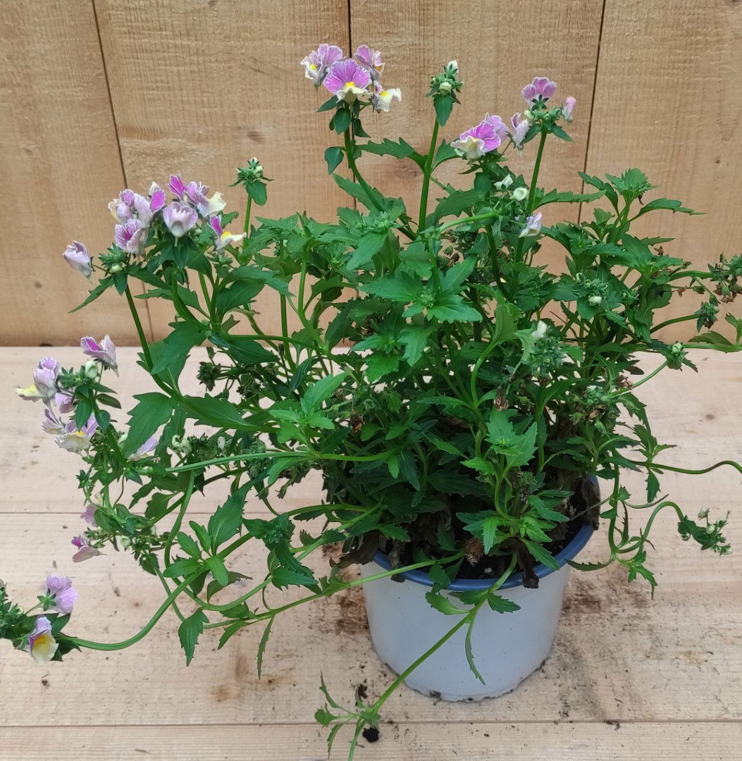 https://cdn.warentuin.nl/media/catalog/product/L/E/LEVE8149900043762_nemesia_roze_warentuin_natuurlijk_19bb.jpg