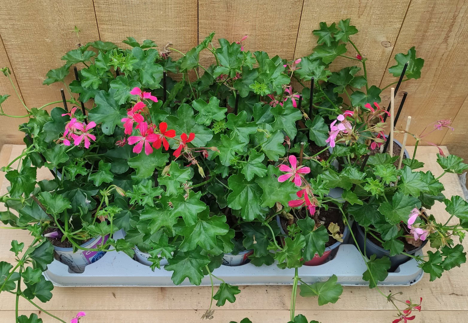 https://cdn.warentuin.nl/media/catalog/product/L/E/LEVE8149900043763_oostenrijkse_hanggeranium_10_potjes_per_tray_mix_warentuin_na_1323.jpg