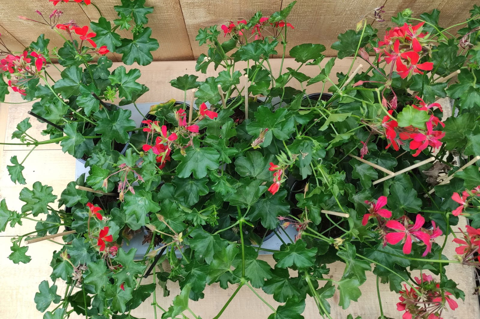 https://cdn.warentuin.nl/media/catalog/product/L/E/LEVE8149900043764_01_oostenrijkse_hanggeranium_10_potjes_per_tray_rood_warentui_4033.jpg