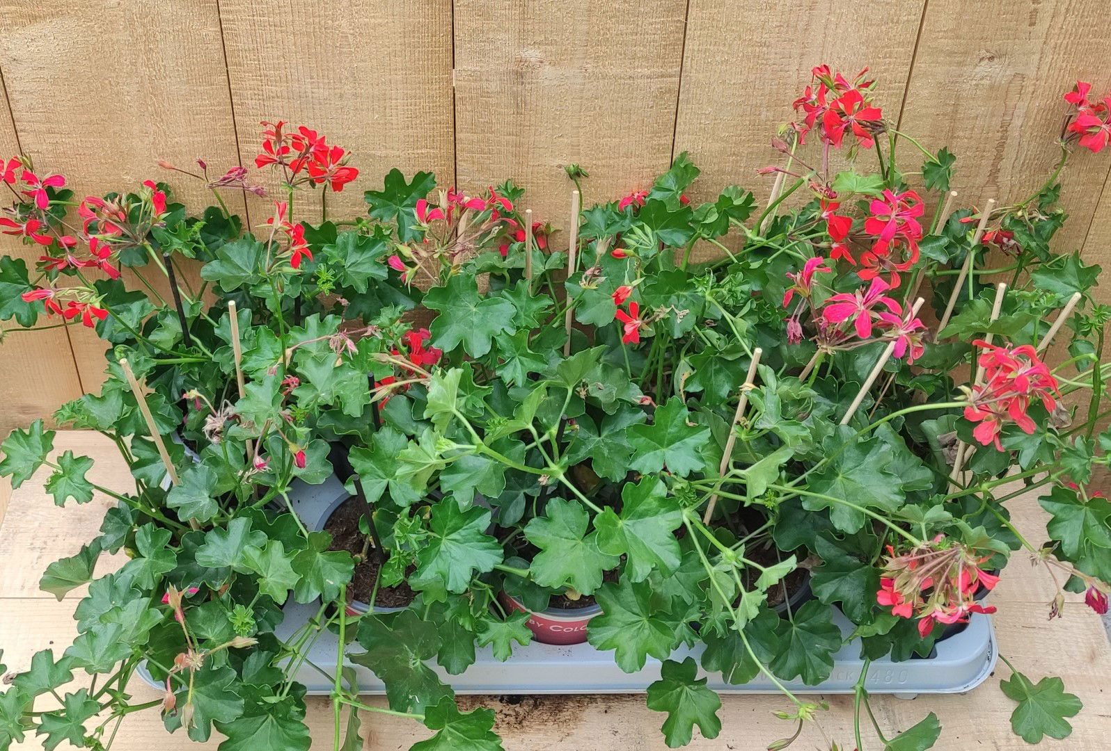 https://cdn.warentuin.nl/media/catalog/product/L/E/LEVE8149900043764_oostenrijkse_hanggeranium_10_potjes_per_tray_rood_warentuin_n_007b.jpg