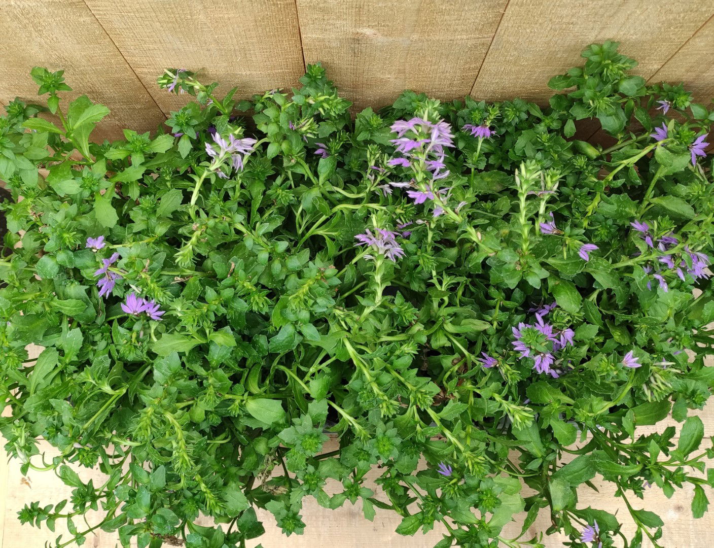 https://cdn.warentuin.nl/media/catalog/product/L/E/LEVE8149900043765_01_scaevola_waaierbloem_10_stuks_per_tray_paars_warentuin_nat_7446.jpg
