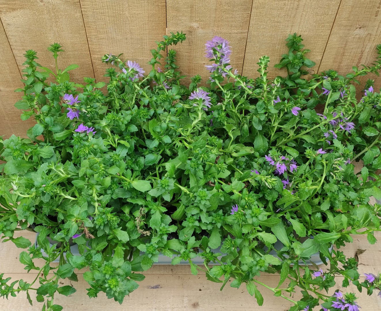 https://cdn.warentuin.nl/media/catalog/product/L/E/LEVE8149900043765_scaevola_waaierbloem_10_stuks_per_tray_paars_warentuin_natuur_1718.jpg