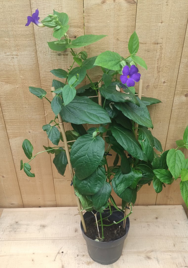 Spinnenbloem Tibouchina Urvilleana op rek Warentuin Natuurlijk - Warentuin natuurlijk