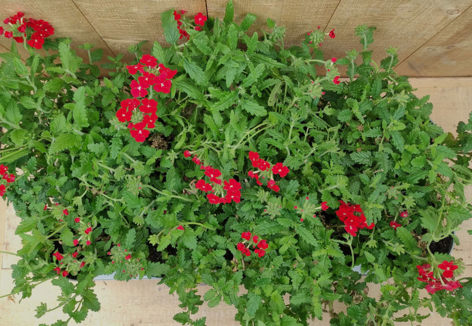 https://cdn.warentuin.nl/media/catalog/product/L/E/LEVE8149900043767_01_verbena_10_potjes_per_tray_mix_warentuin_natuurlijk_7a98.jpg