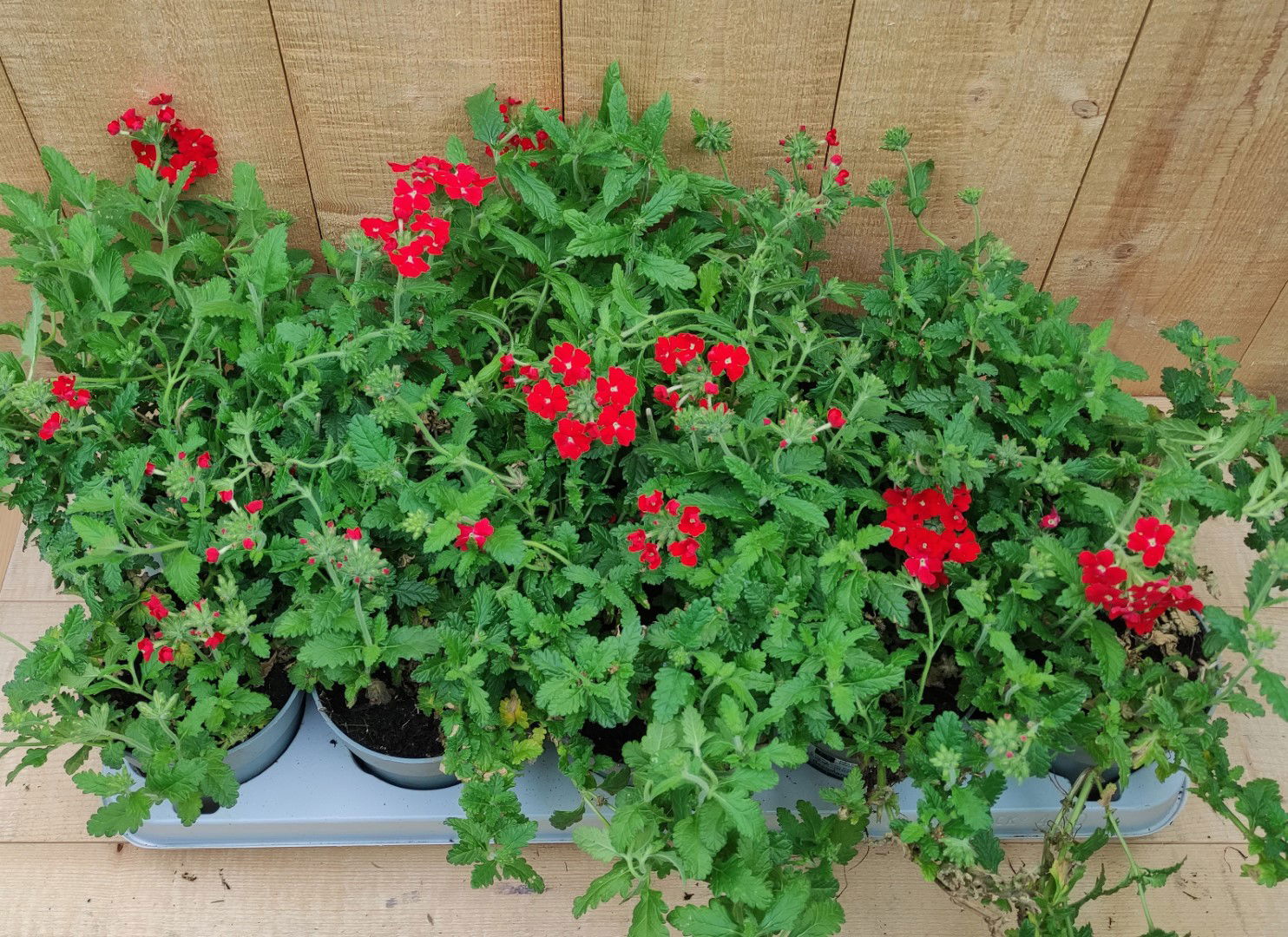 https://cdn.warentuin.nl/media/catalog/product/L/E/LEVE8149900043767_verbena_10_potjes_per_tray_mix_warentuin_natuurlijk_6845.jpg