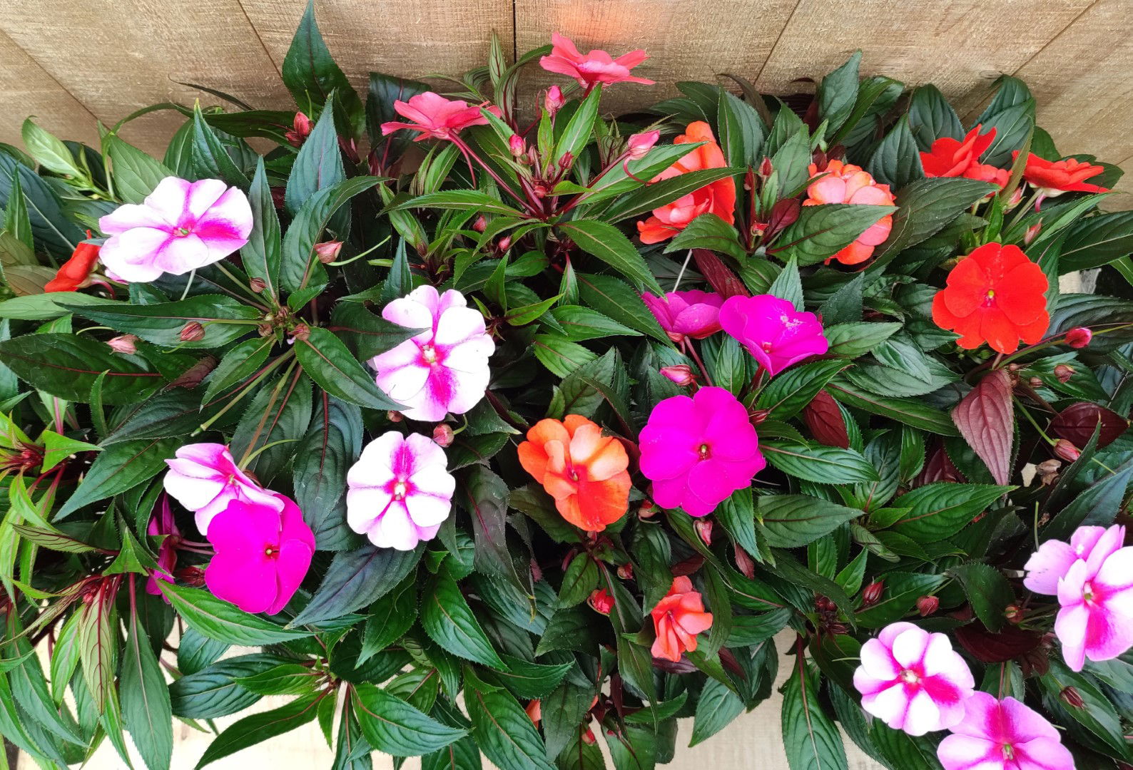 https://cdn.warentuin.nl/media/catalog/product/L/E/LEVE8149900043768_01_vlijtig_liesje_impatiens_new_guinea_10_potjes_per_tray_mix_37f9.jpg