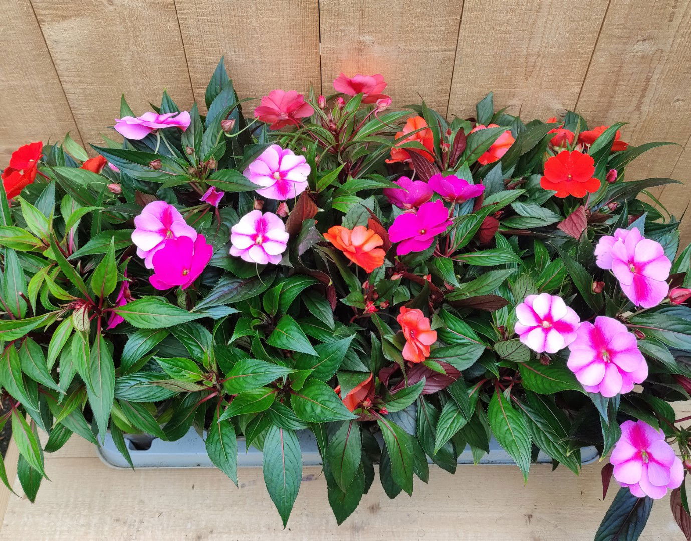 https://cdn.warentuin.nl/media/catalog/product/L/E/LEVE8149900043768_vlijtig_liesje_impatiens_new_guinea_10_potjes_per_tray_mix_ro_dfa5.jpg