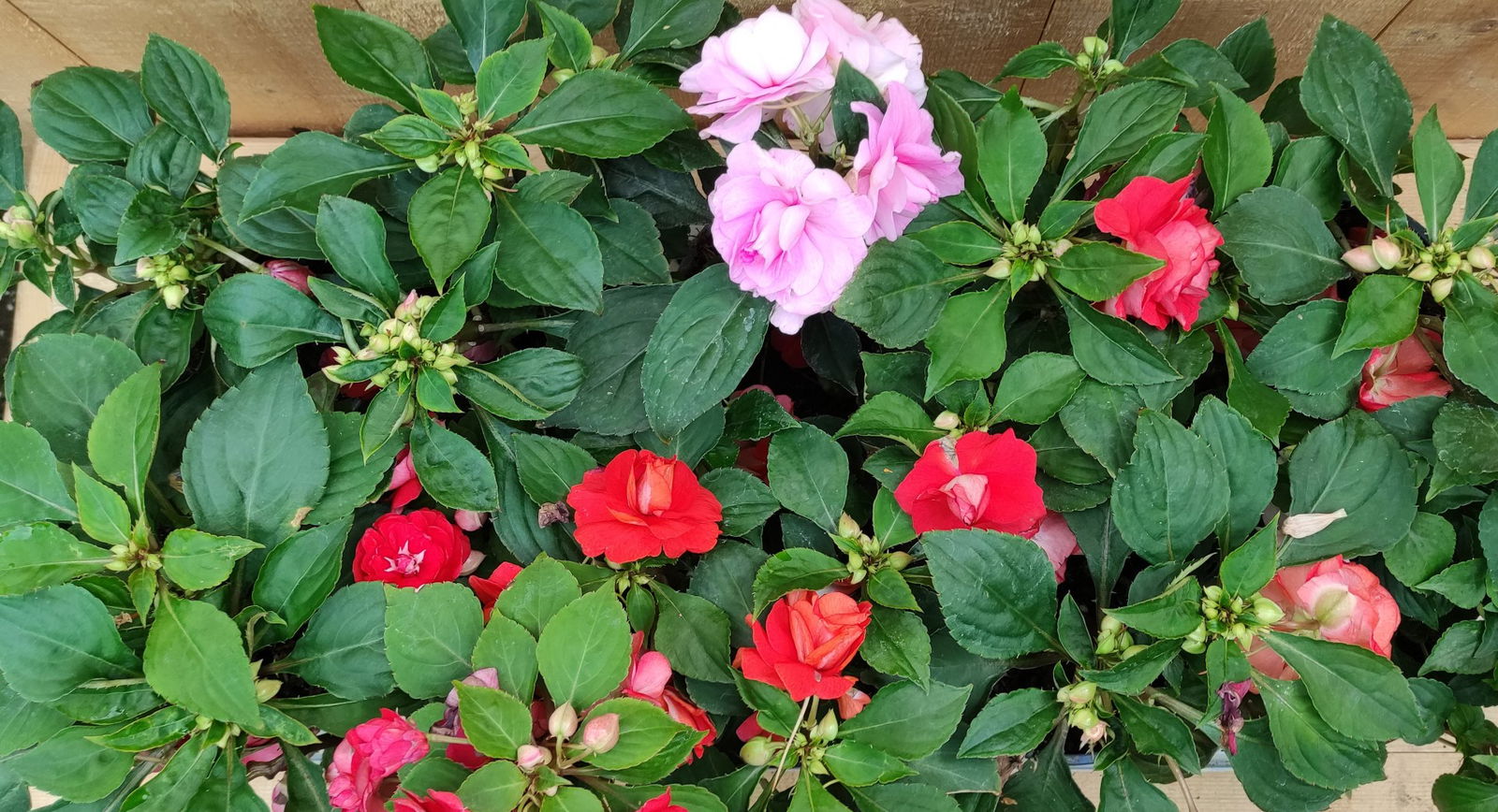 https://cdn.warentuin.nl/media/catalog/product/L/E/LEVE8149900043769_01_vlijtig_liesje_impatiens_dubbelbloemig_10_potjes_per_tray__9467.jpg