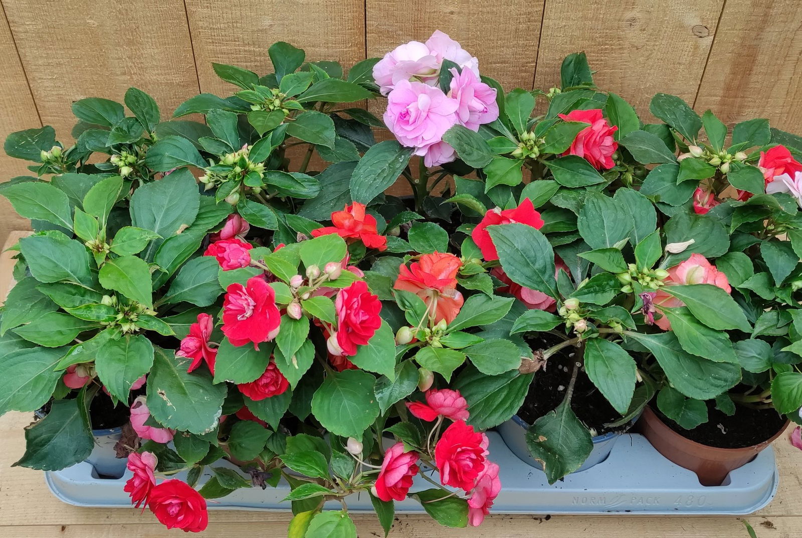 https://cdn.warentuin.nl/media/catalog/product/L/E/LEVE8149900043769_vlijtig_liesje_impatiens_dubbelbloemig_10_potjes_per_tray_mix_a84b.jpg