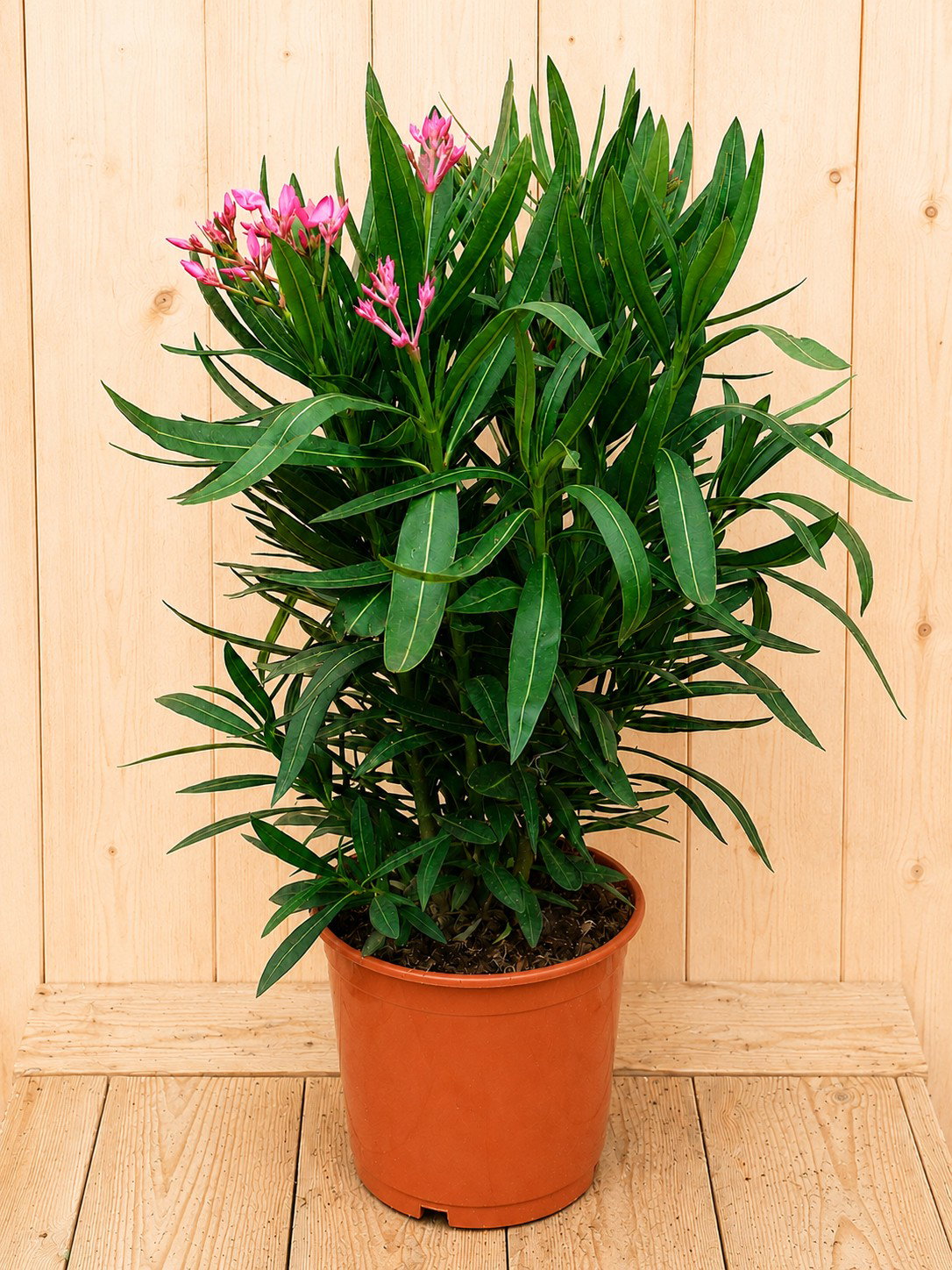 Nerium oleander roze 70 cm Warentuin Natuurlijk - Warentuin natuurlijk