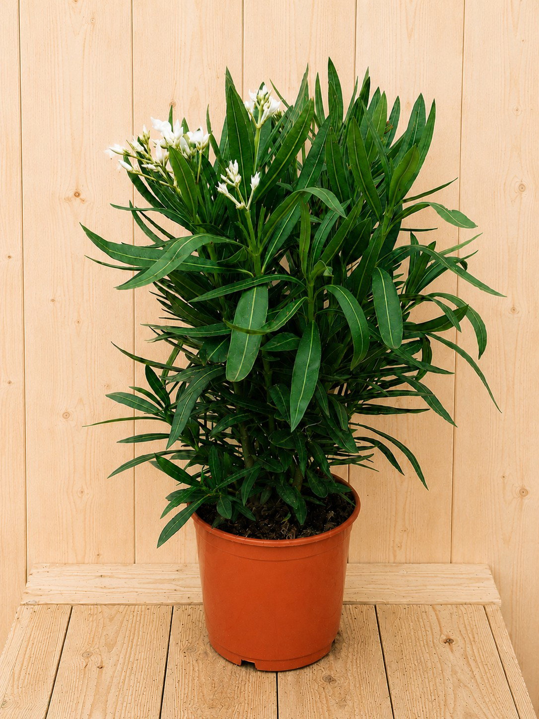 Nerium oleander wit 70 cm Warentuin Natuurlijk - Warentuin natuurlijk