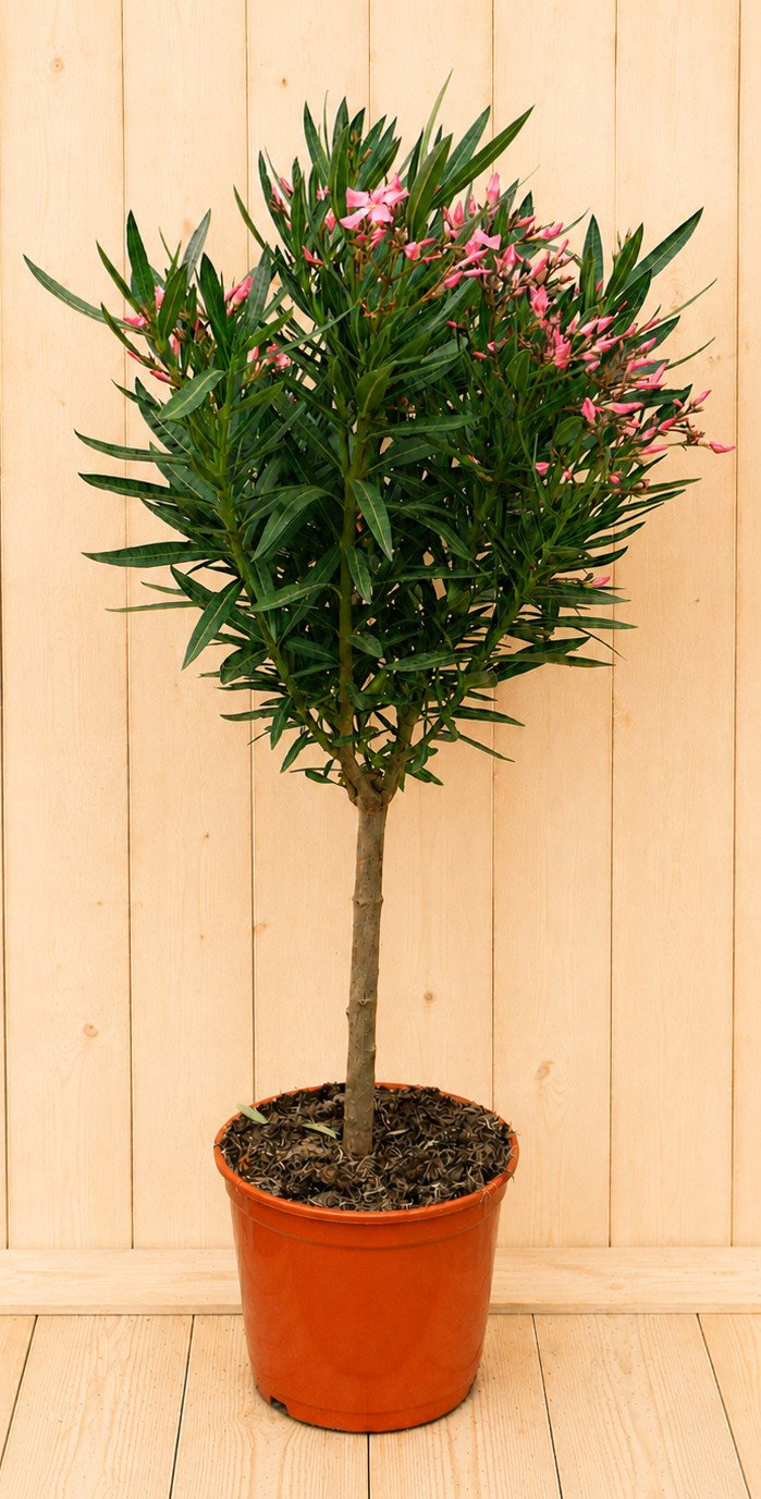 Nerium oleander op stam roze 110 cm stamhoogte 30 cm Warentuin Natuurlijk - Warentuin natuurlijk