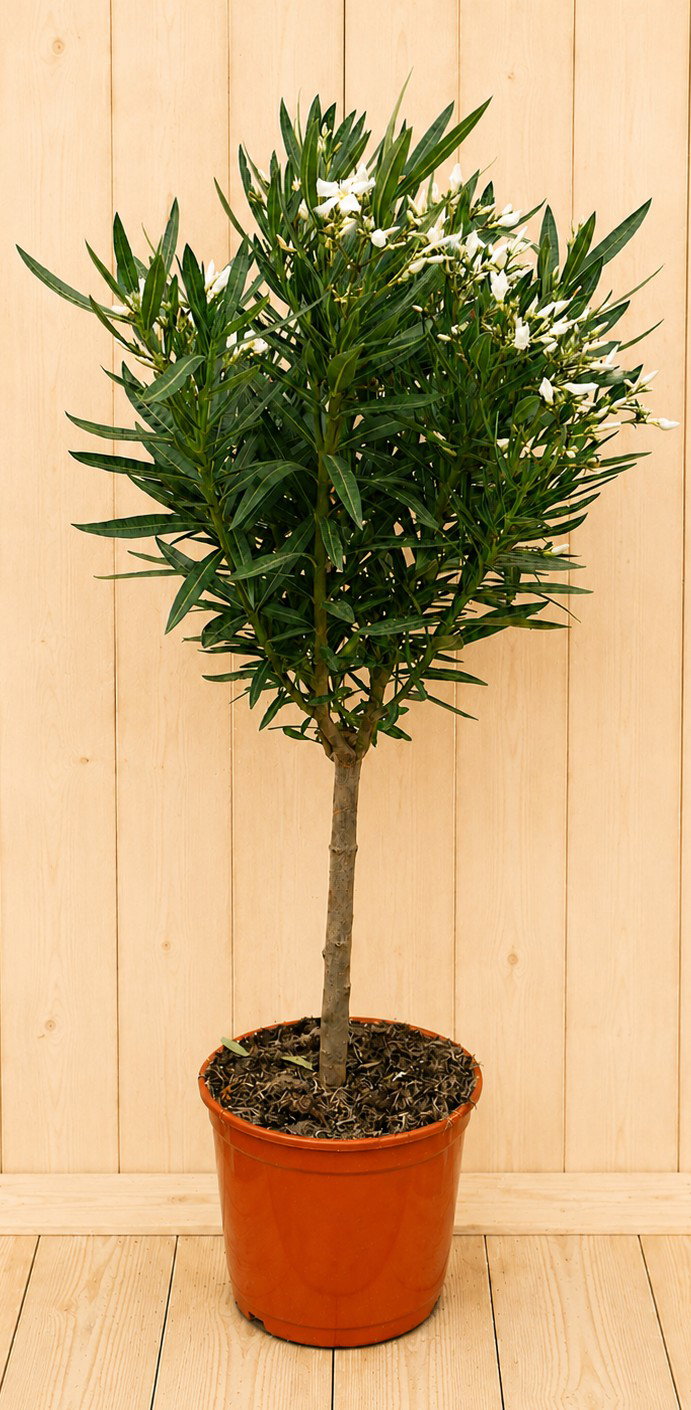 Nerium oleander op stam wit 110 cm stamhoogte 30 cm Warentuin Natuurlijk - Warentuin natuurlijk