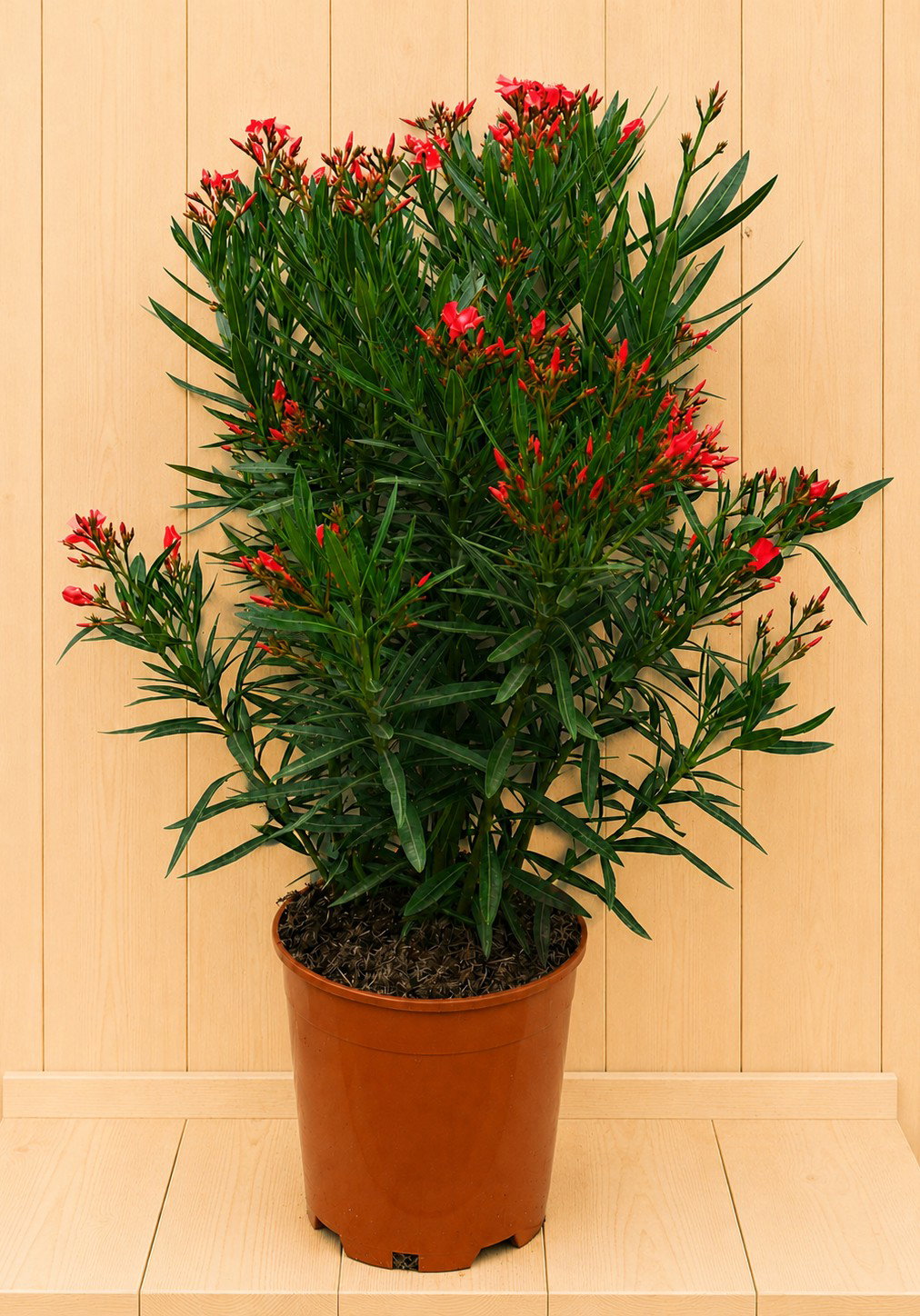 Nerium oleander rood 100 cm Warentuin Natuurlijk - Warentuin natuurlijk